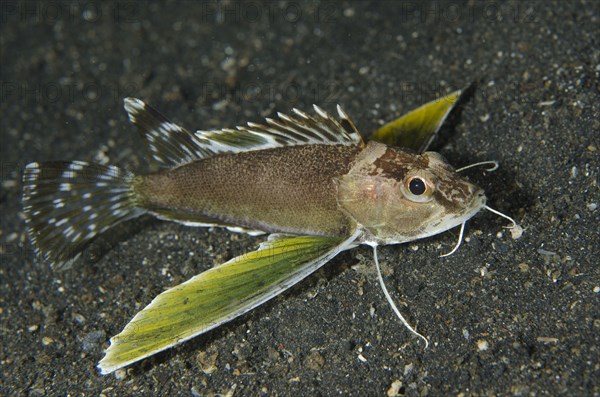 Bearded Waspfish