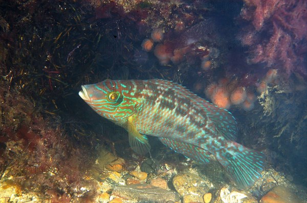 Corkwing corkwing wrasse