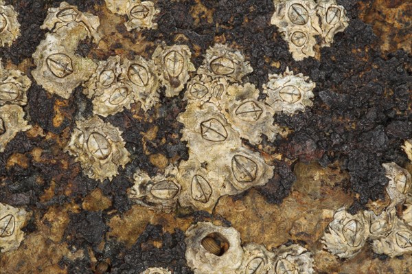 Adult acorn barnacle