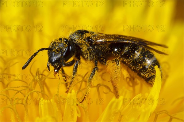 Common furrowing bee