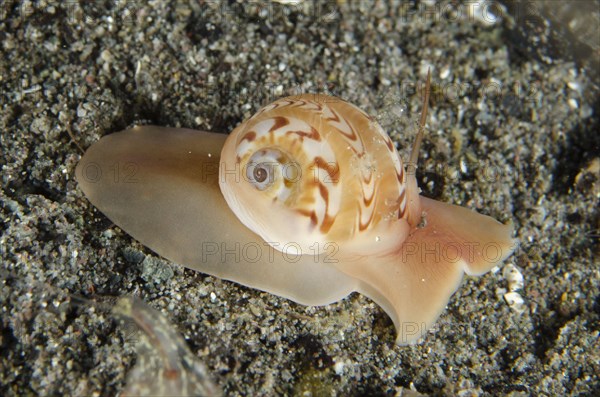 Beautifully banded moon snail