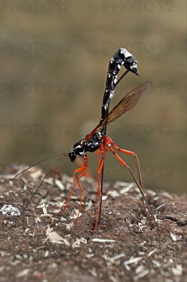 Sabre Wasp