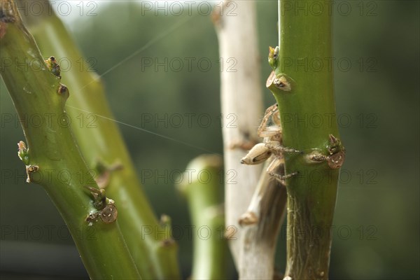 Heavy jumping spider