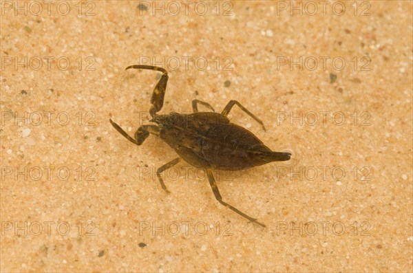 Water scorpion