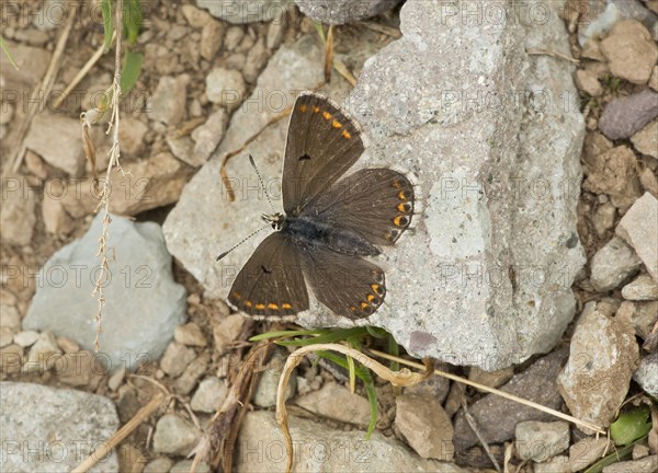 Blue Argus