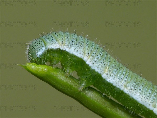 Caterpillar of the orange tip