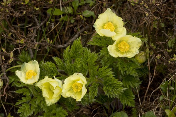 Flowering Yellow Alps Pasqueflower