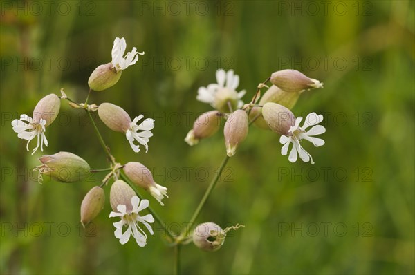 Bladder Campion