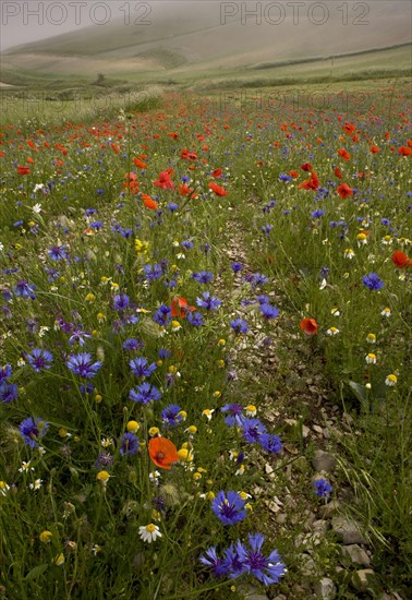 Cornflower