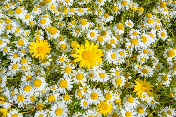 Corn Marigold