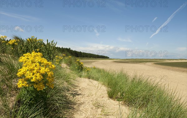 Common Ragwort