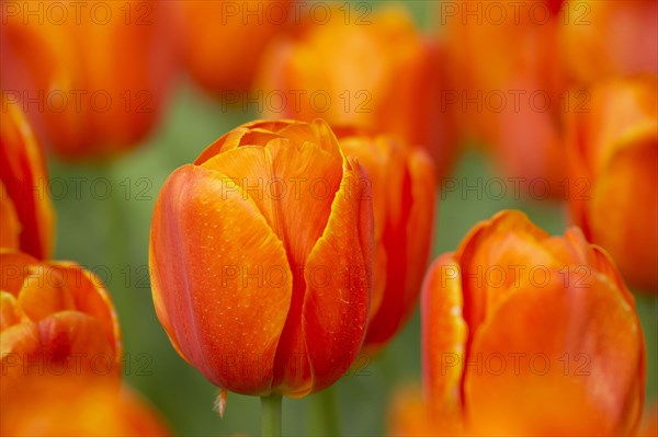 Tulip