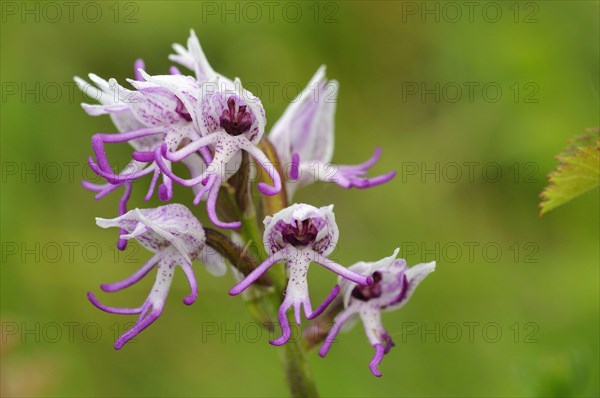 Monkey Orchid