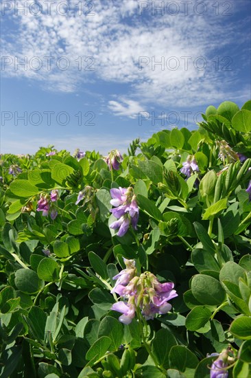 Sea Pea