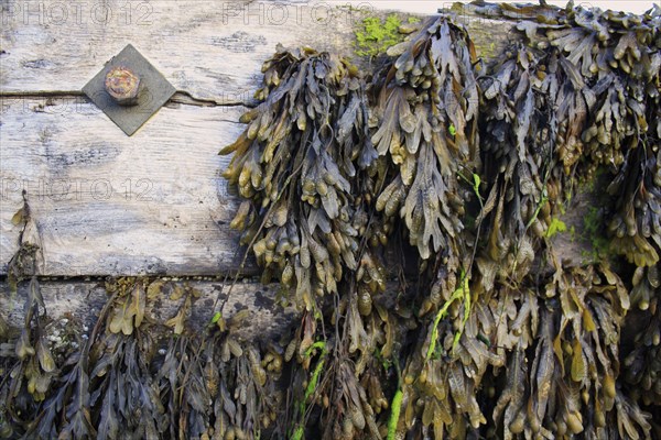 Flat Wrack