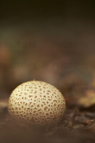 Fruiting body of the common terrestrial