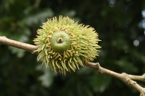 Turkey Oak