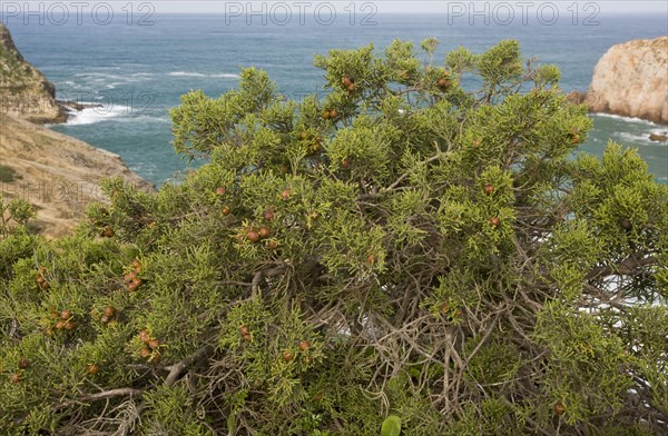 Phoenician Juniper