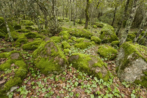 Open woodland with moss covered rocks and Repand Cyclamen