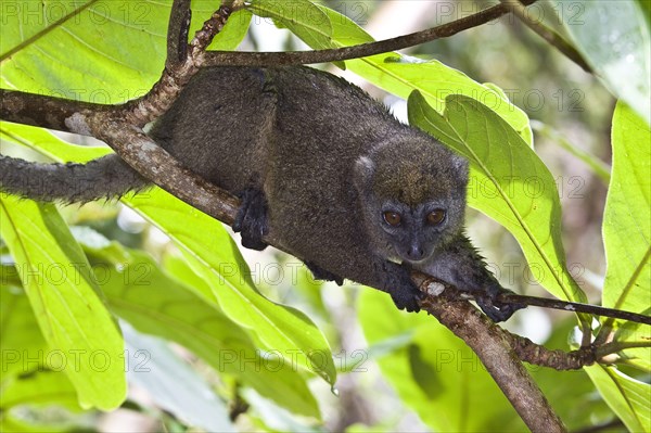 Eastern bamboo lemur