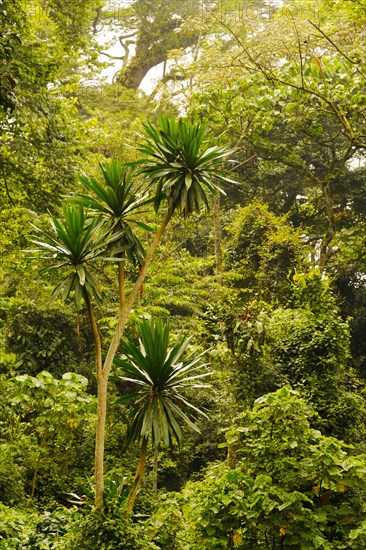Interior of tropical montane forest habitat