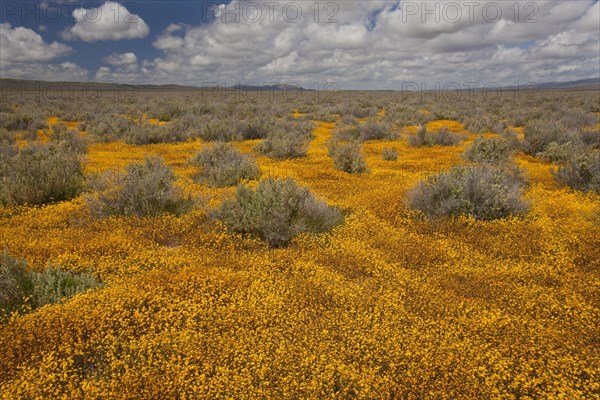 View of grassland habitat with Goldfields