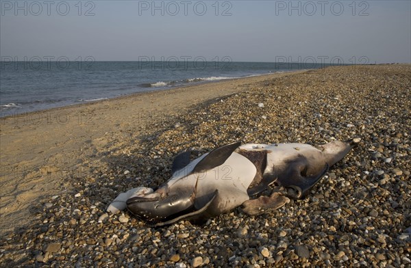 Harbour porpoise