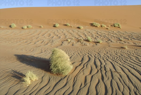 Wind-blown patterns and vegetation on desert sand dune