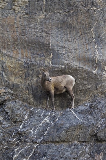 Bighorn sheep