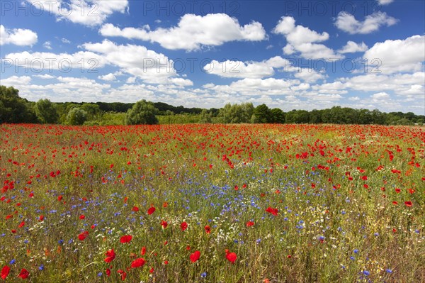 Corn poppies