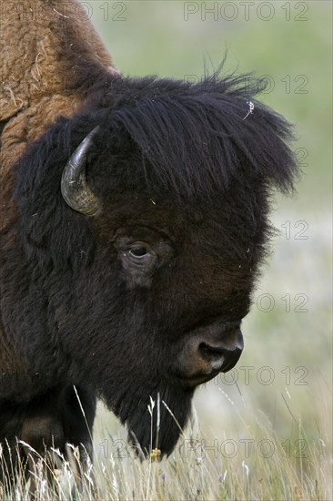 American bison