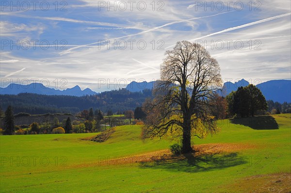 Linden tree