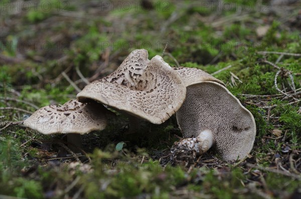 Hawk mushroom