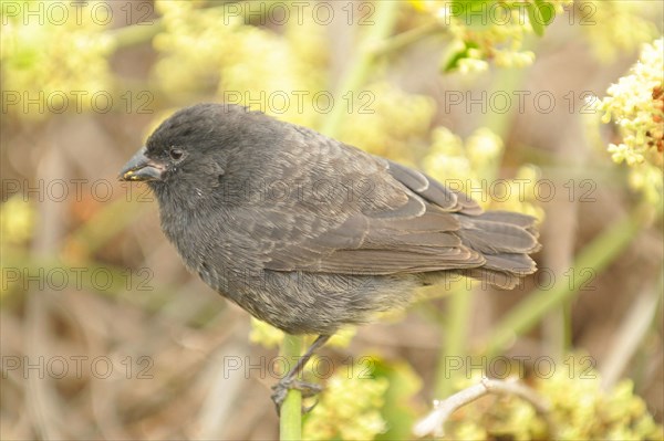 Small Ground Finch