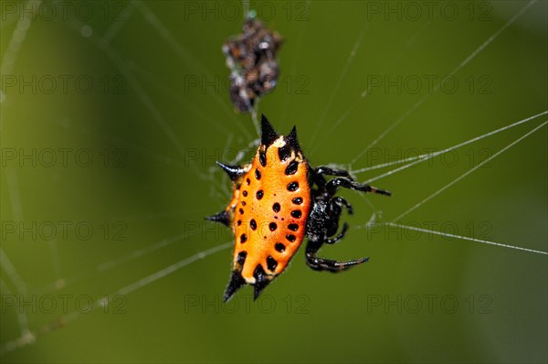 Spiny spider