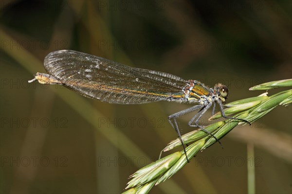 Banded demoiselle