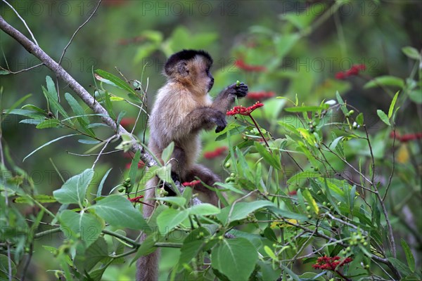 Tufted capuchin