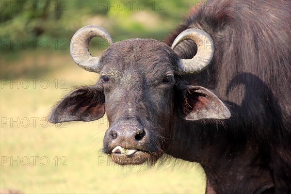 Water buffalo