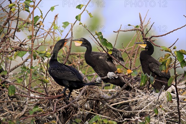 Olivaceous cormorant