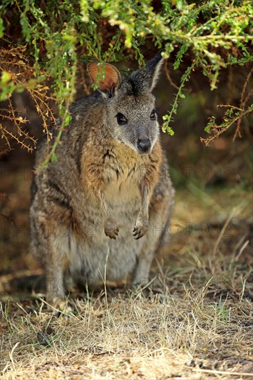 Tammar wallaby