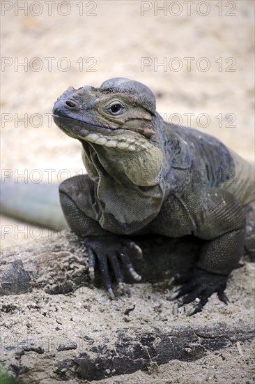 Rhinoceros iguana