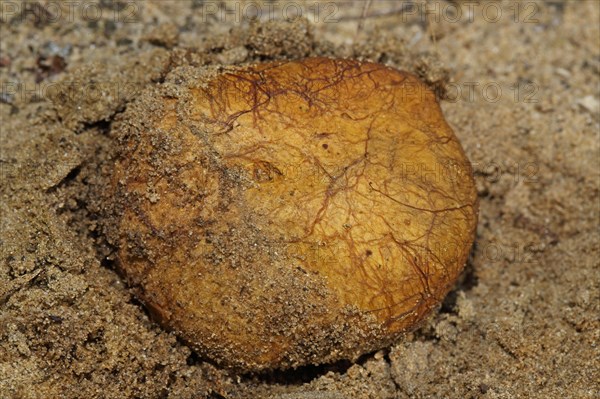 Yellowish Bearded Truffle