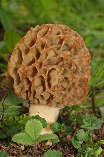 Edible morel