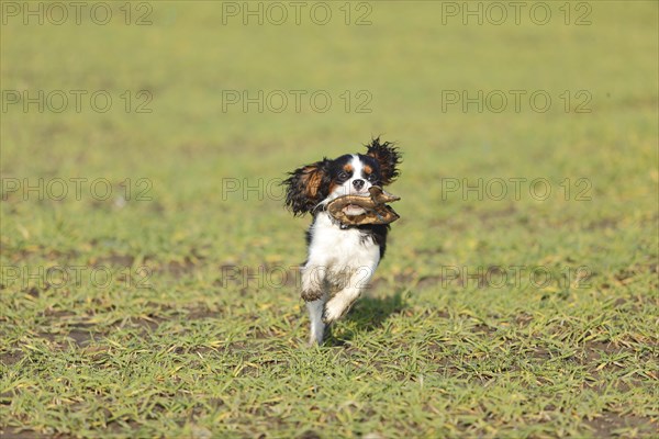 Cavalier King Charles Spaniel