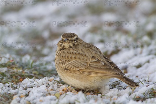 Crested Lark