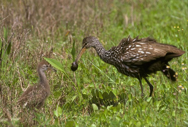 Limpkin crane