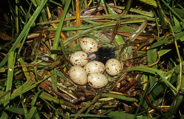 Moorhen