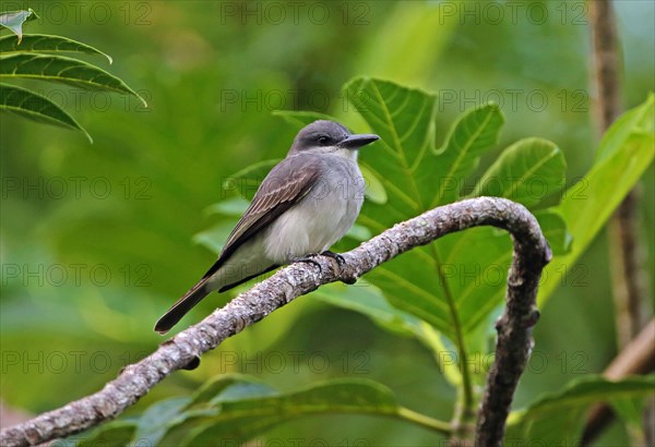 Grey Kingbird