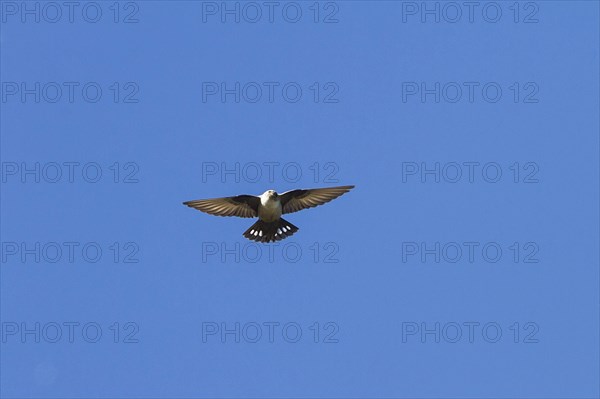 Eurasian crag martin