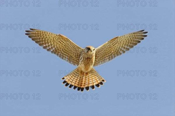 Common kestrel